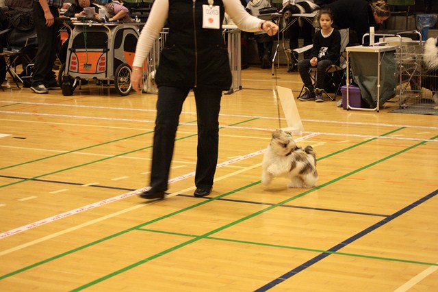 Shih Tzu Danmark